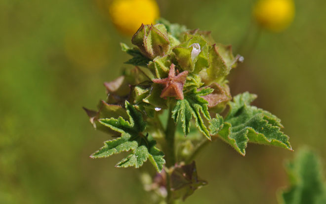Malva parviflora, Cheeseweed Mallow